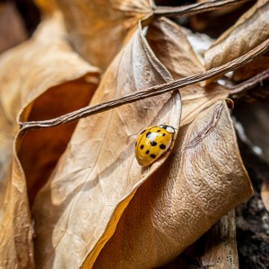 Harmonia axyridis